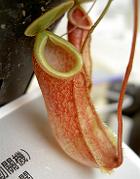 Nepenthes bellii